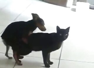 Tiny dog is energetically fucking a black cat that has a great pussy