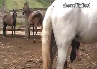 Awesome fucking movie showing a sexy goat that fucks mare pussy hard