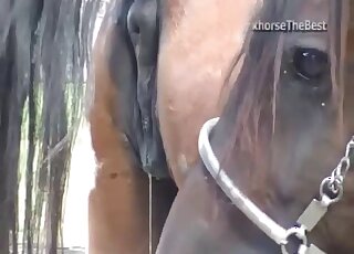 Awesome sex scene showing a stallion fuckcing a mare from behind
