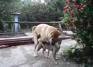 Appealing animal finds another animal to fuck in a kinky outdoor vid