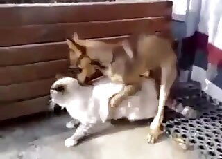 Small dog cannot stop fucking a shapely cat with a tight pussy