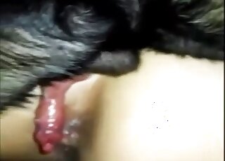 Black dog's red penis is inserted into this zoophile's hole
