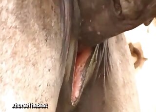 Stallion fucks female while horny zoophilia lover tapes the whole scene