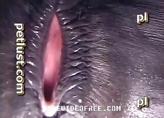 Cam zoophilia with nude amateur male licking and fucking female horse