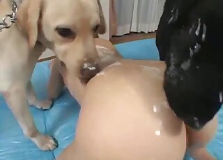 Hot Japanese creamed and licked by dogs in sloppy zoophilia