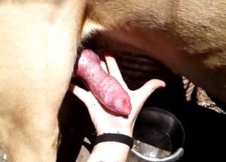 Clothed woman jerks dog's cock and swallows the sperm in the end