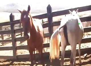 Stallion prepares to fuck his female for the delight of the one filming