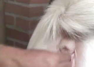 Gay Latino fist fucks tiny horse before fucking it in crazy manners