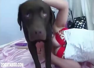 Special dog perversions with a woman sucking the mutt's stiff dick
