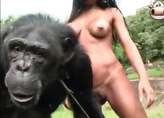 Two zoophile bitches seduce a monkey for some fucking action