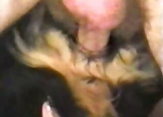Dude uses his hairy cock to fuck a dog's hole in a close up movie