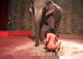 Filthy and naked brunette is riding on a dildo in front of an elephant