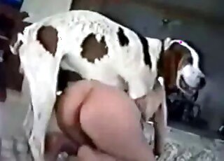 Big aroused dog bangs wet cunt of a zoophile bitch in a non-stop manner