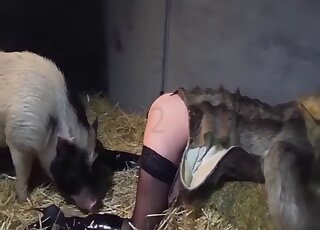 Pale-skinned and sexy-looking babe is going to bang a hung boar
