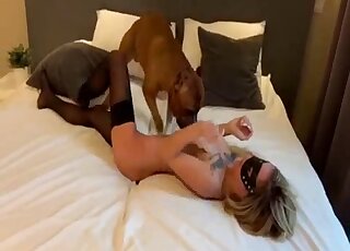 Black stockings hottie is ready to get fucked on all fours by a dog