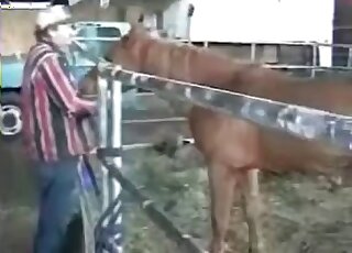 Aroused stallion bangs tight ass hole of a nasty zoophile in stables