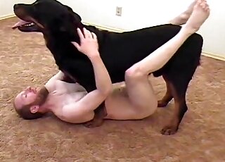Black rottweiler bangs tight ass of a zoophile dude at home