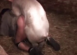 Kinky bestiality action shows the way pig bangs naughty zoophile
