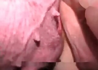 Close-up look at the way aroused pig is fucking dude's ass from behind