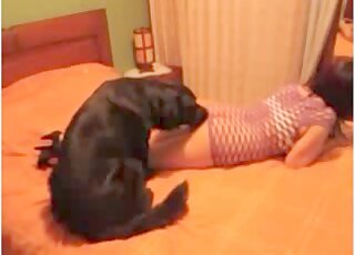 Black dog licks wet cunt of a horny zoophile chick in fishnet costume