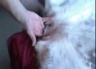 Zoophile fingers and fucks tight hole of a dog in bestiality porn