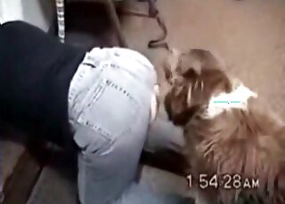 Compilation of doggystyle love with sexy dogs that hump hard