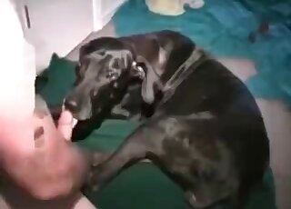 Black dog licking all over a guy's cock after some deep pussy fucking