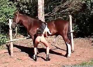 Attractive brown horse flaunts its cock to seduce a kinky brunette
