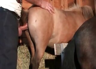Zoo pervert stuffs his dick in horse’s deep ass in the barn