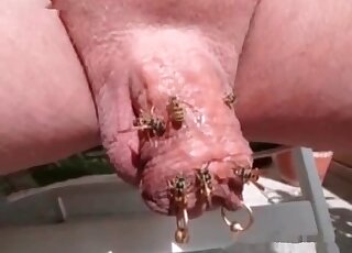 Wild dude wants his cock to be fucked by a swarm of bees