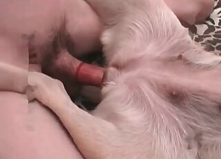Submissive dog endures a big cock of a zoophile dude in the bedroom