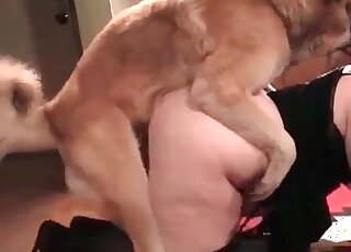 Plump mature slut gets her fat pussy fucked ardently by her pet dog