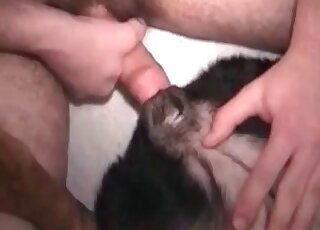 Weird dude shoves hairy dick in canine’s hole and fucks it insanely