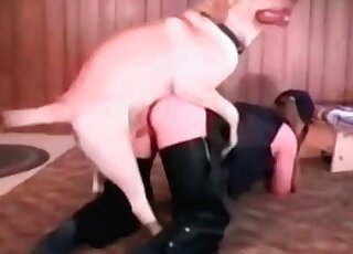 Big dog can’t wait to fuck soaking twat of a sexy looking MILF