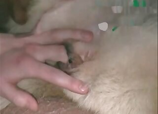 Curious zoophile dude explores his dog’s hole and fucks it slowly