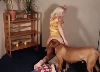 Spaniel dog licks nice bubble ass and swollen pussy of a hot mature