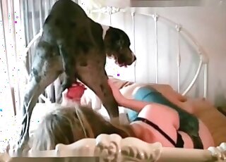 Big dog gives a severe fuck to a relaxed zoophile mature slut