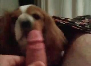 Small dog licks erected dong of a crazy fellow in a zoo sex action