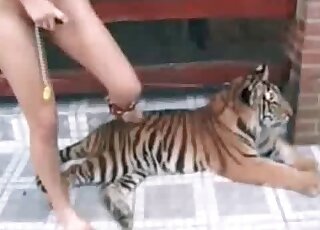 Naked babe makes out in front of a tiger hoping to get fucked