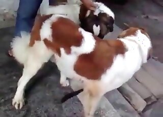Weird dude watches dogs fucking and is eager to join them