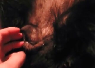 Wanker explores his female dog’s pussy with fingers in a hot scene