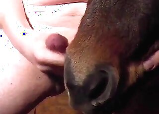 Dude jerks off on a pony and wants the animal to get cum on face