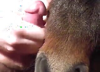Dude jerks off on a pony and wants the animal to get cum on face