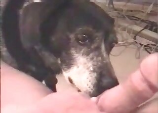 Dog enjoys licking penis of a naked guy and does it pretty well