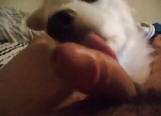 Nice dog licks throbbing cock of a zoophile dude in a zoo porn vid