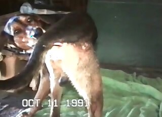 Female dog gets screwed insanely by a horny pervert in a hot action