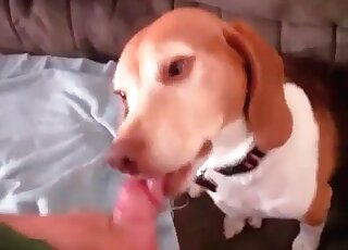 Filthy zoophile dude fills mouth of his dog with his throbbing penis