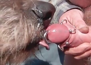 Perverted guy gets his pierced dick properly licked by his helpful dog