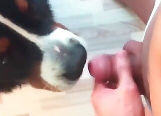 Helpful dog licks a guy’s cock while he is wanking to make him cum
