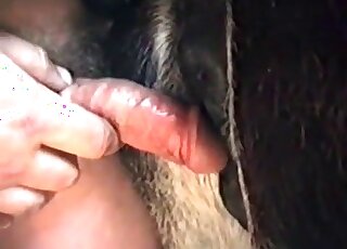 Closeup porno video of a nasty pervert banging a big animal rough